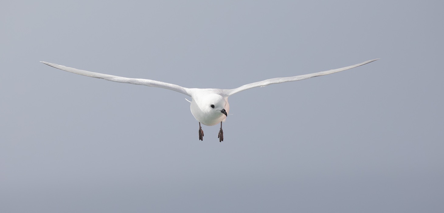 snow petrel