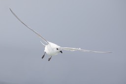 snow petrel