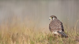 kestrel