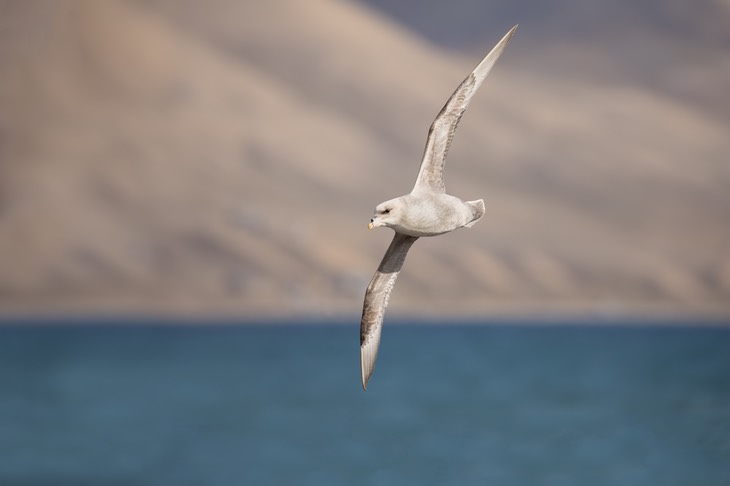 fulmar