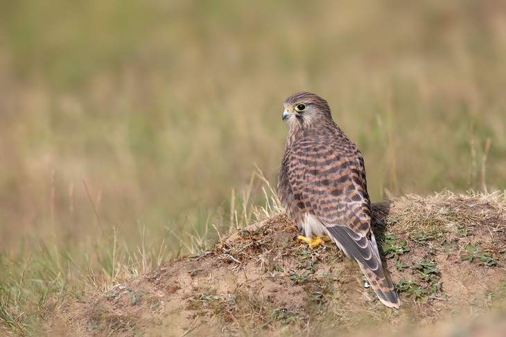 kestrel