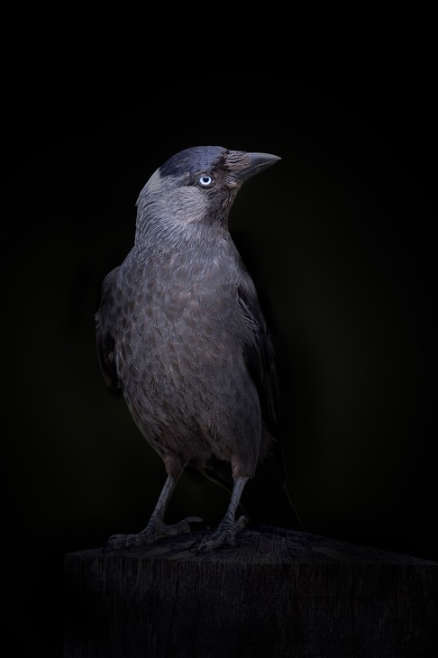 jackdaw