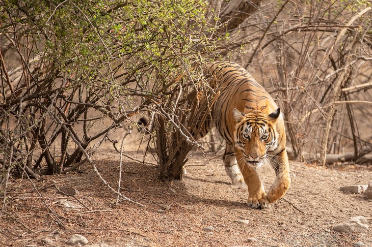 bengal tiger