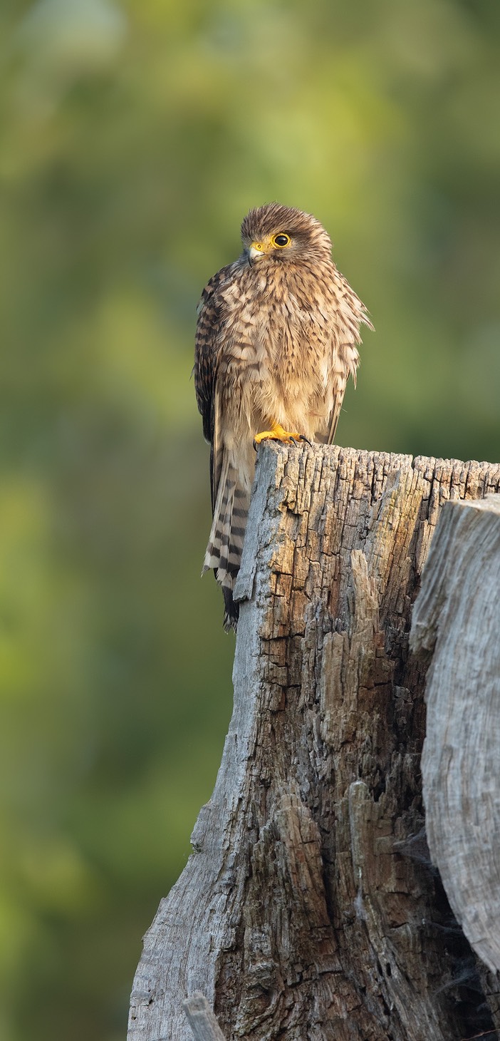 kestrel