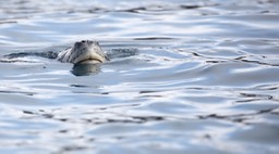 leopard seal