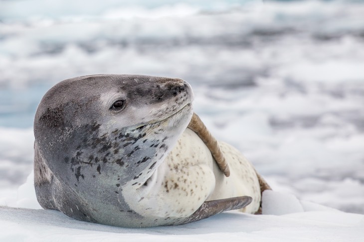 leopard seal