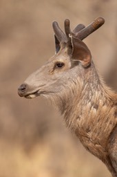 sambar