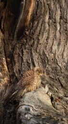 kestrel