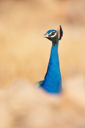 indian peafowl