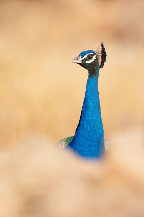 indian peafowl