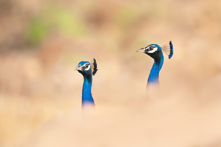 indian peafowl