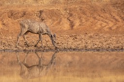 sambar