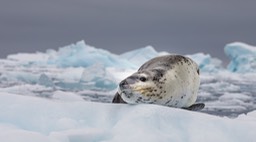 leopard seal