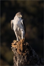 bonelli's eagle