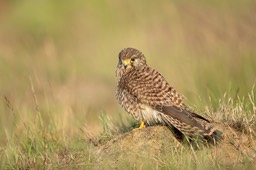 kestrel