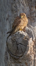 kestrel