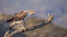 bonelli's eagle