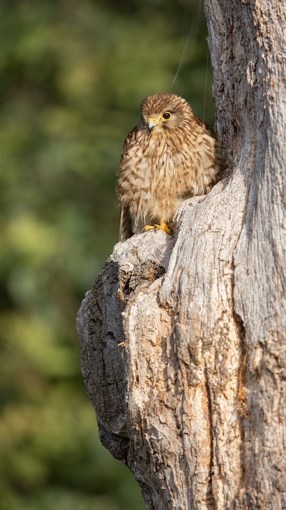 kestrel