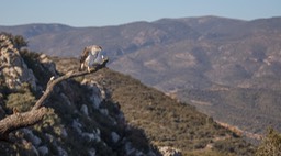 bonelli's eagle