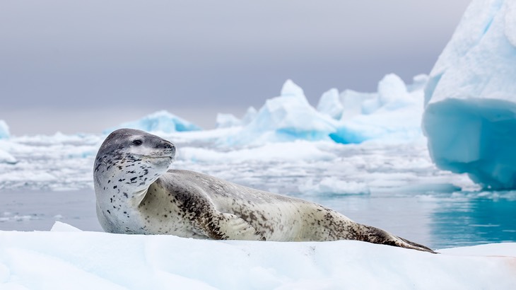 leopard seal