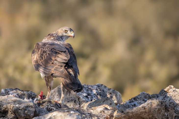 bonelli's eagle