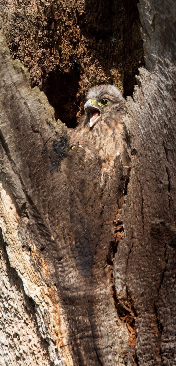 kestrel