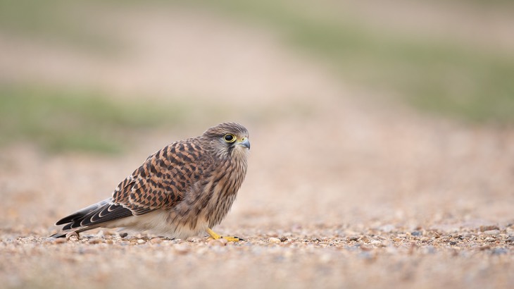 kestrel