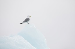 kittiwake