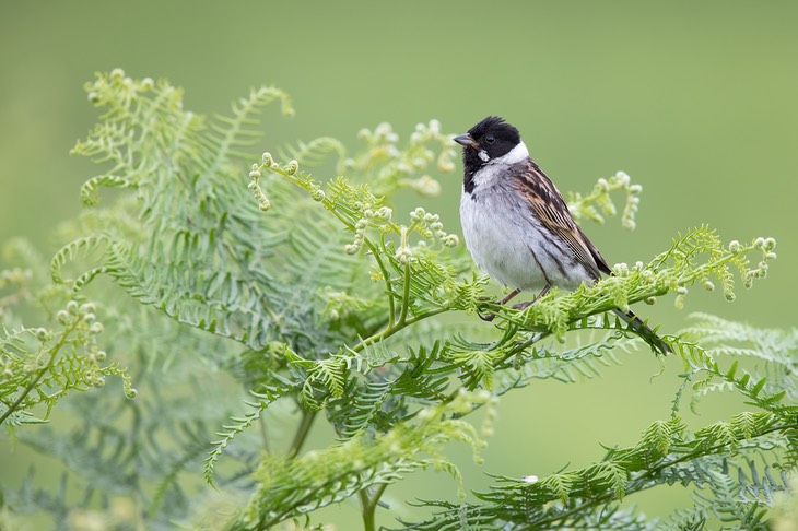 reed bunting