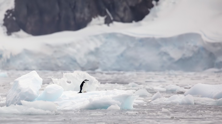 chinstrap penguin