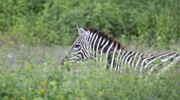 zebra