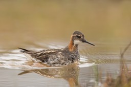 red necked phalarope