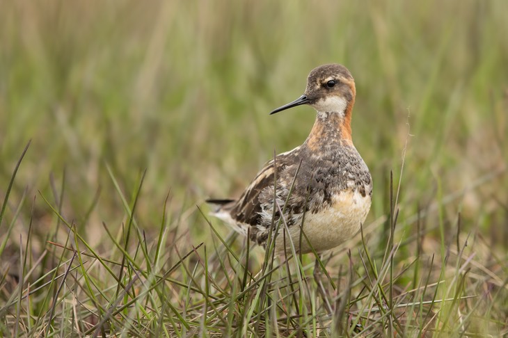 red necked phalarope