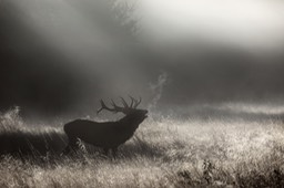 red deer