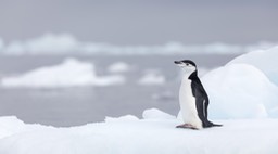 chinstrap penguin