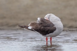 dolphin gull