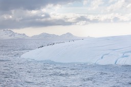 gentoo penguin