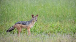 black backed jackal