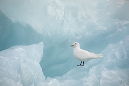 ivory gull