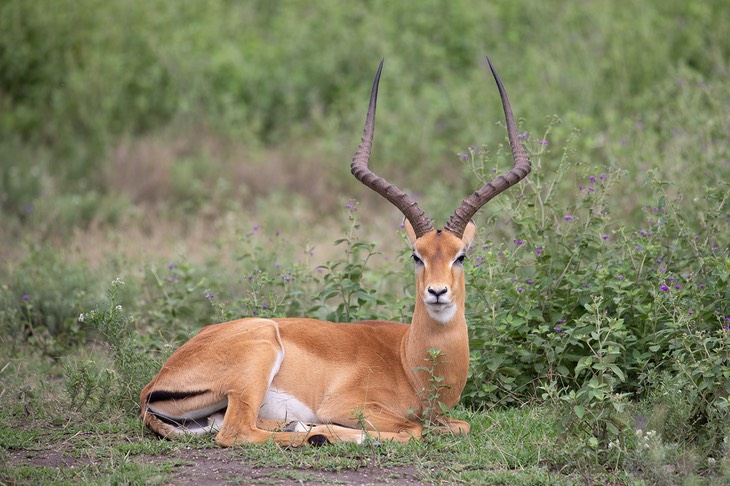 impala