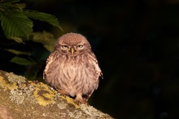 little owl