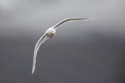 glaucous gull