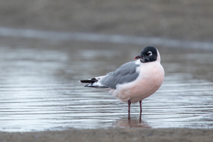 franklin's gull