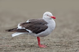 dolphin gull