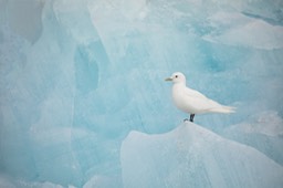 ivory gull