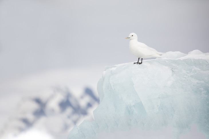 ivory gull