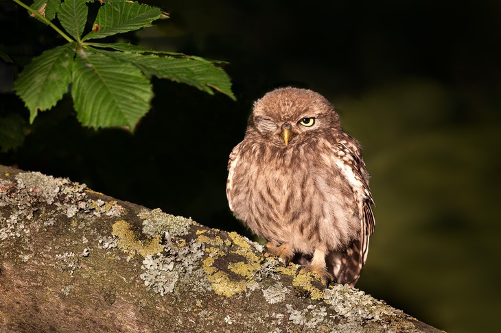 little owl