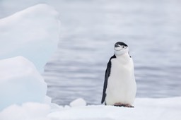 chinstrap penguin