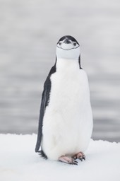 chinstrap penguin