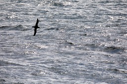 giant petrel